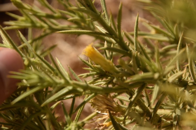 Iphiona scabra, photographed by Mitch Van Dyke