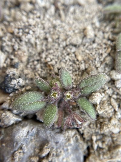 Phacelia tetramera, photographed by Matt Berger
