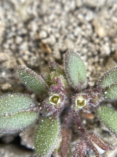 Phacelia tetramera, photographed by Matt Berger