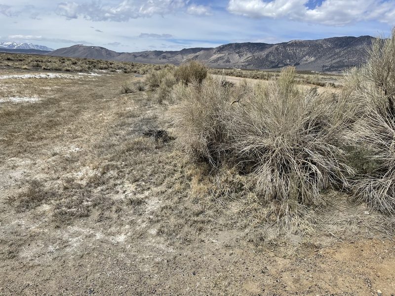Phacelia tetramera, photographed by Matt Berger
