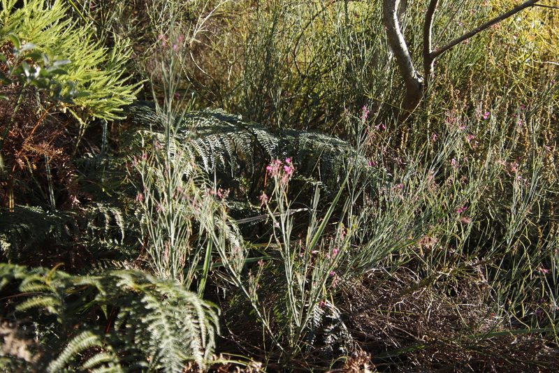 Indigofera filifolia, photographed by Tony Rebelo