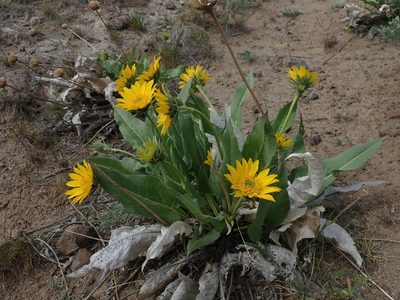Balsamorhiza careyana, photographed by Nolan Exe