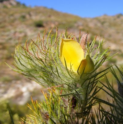 Aspalathus rubiginosa, photographed by Charles Stirton