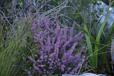 Erica nudiflora, photographed by Tony Rebelo