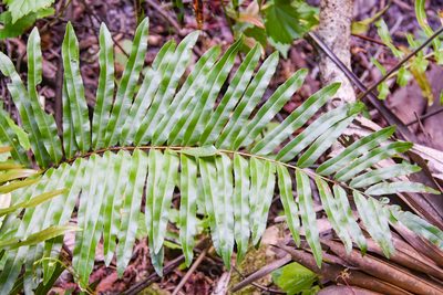 Telmatoblechnum serrulatum, photographed by Jay Pruett