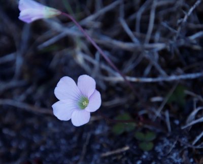Oxalis commutata, photographed by Tony Rebelo