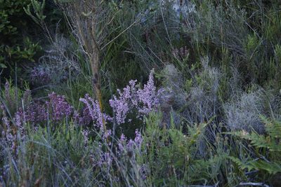 Erica nudiflora, photographed by Tony Rebelo
