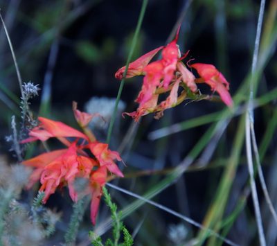 Disa ferruginea, photographed by Tony Rebelo