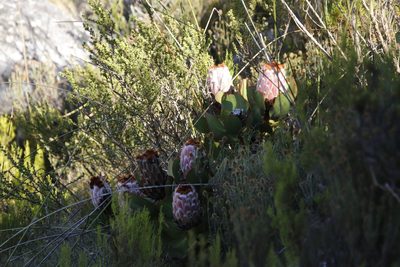 Protea speciosa, photographed by Tony Rebelo