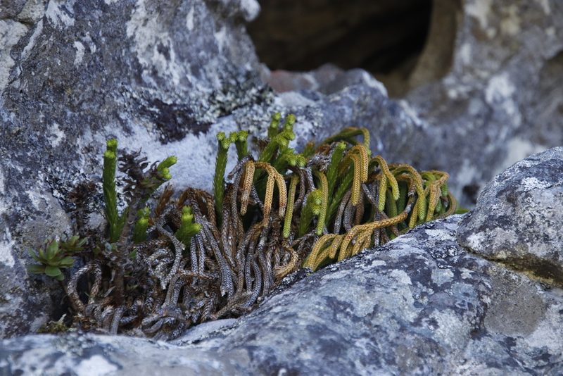 Phlegmariurus gnidioides, photographed by Tony Rebelo