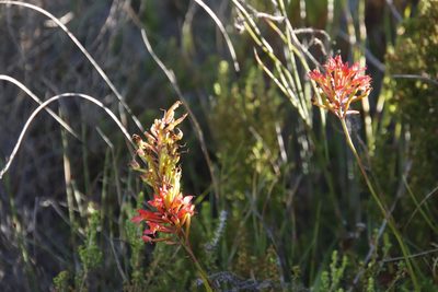 Disa ferruginea, photographed by Tony Rebelo