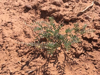 Astragalus brandegeei, photographed by Cecelia Alexander
