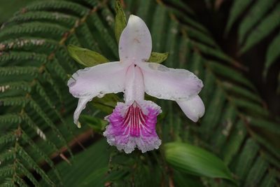 Sobralia rosea, photographed by desertnaturalist