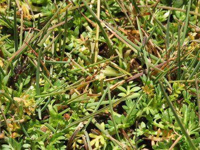 Cotula mexicana, photographed by Nicolás Lavandero