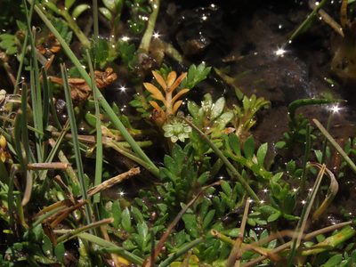 Cotula mexicana, photographed by Nicolás Lavandero