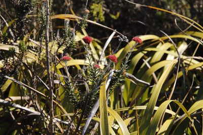 Anaxeton arborescens, photographed by Tony Rebelo