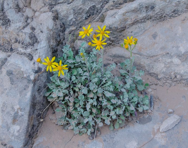Packera quercetorum, photographed by Rolf Lawrenz
