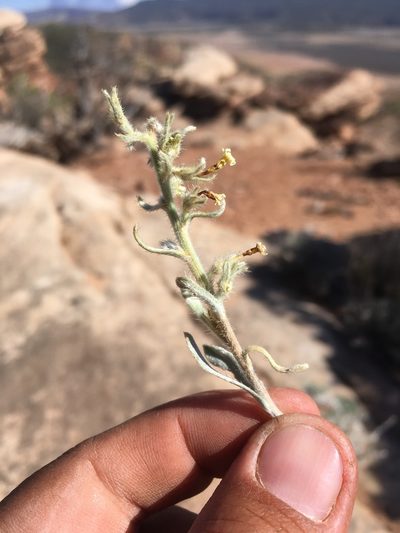 Oreocarya fulvocanescens, photographed by Cecelia Alexander