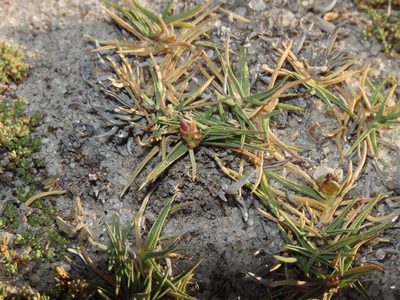 Distichlis humilis, photographed by Nicolás Lavandero