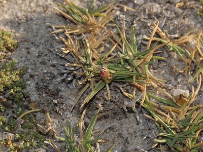 Distichlis humilis, photographed by Nicolás Lavandero