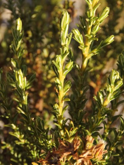 Parastrephia lucida, photographed by Nicolás Lavandero