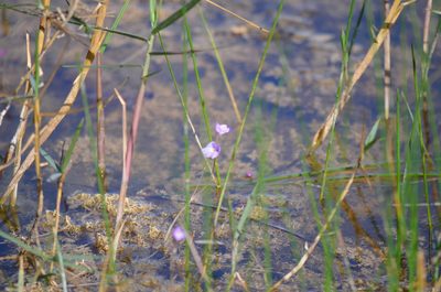 Utricularia purpurea, photographed by Josiah Londerée