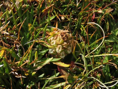 Myrosmodes nervosa, photographed by Nicolás Lavandero
