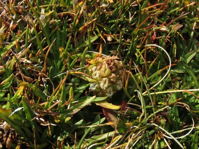 Myrosmodes nervosa, photographed by Nicolás Lavandero