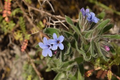 Alkanna strigosa