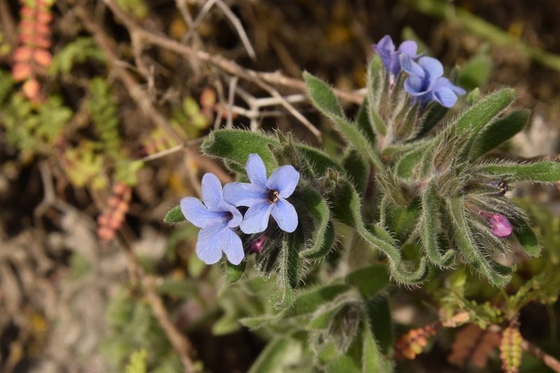 Alkanna strigosa, photographed by Mitch Van Dyke
