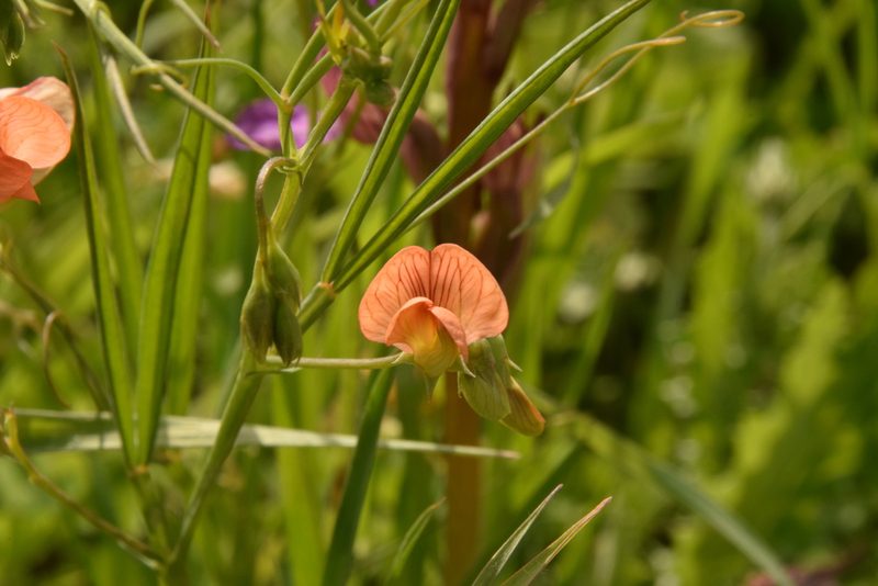 Lathyrus hierosolymitanus, photographed by Mitch Van Dyke