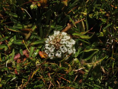 Myrosmodes nervosa, photographed by Nicolás Lavandero