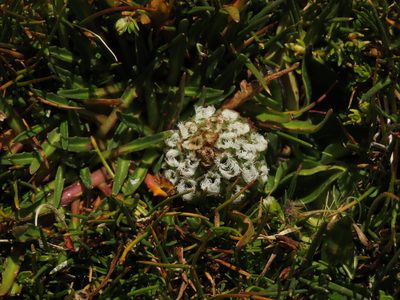 Myrosmodes nervosa, photographed by Nicolás Lavandero