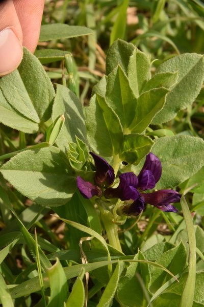 Vicia narbonensis, photographed by Mitch Van Dyke