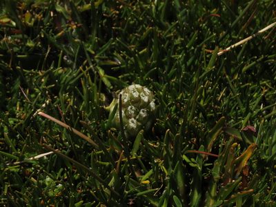 Myrosmodes nervosa, photographed by Nicolás Lavandero