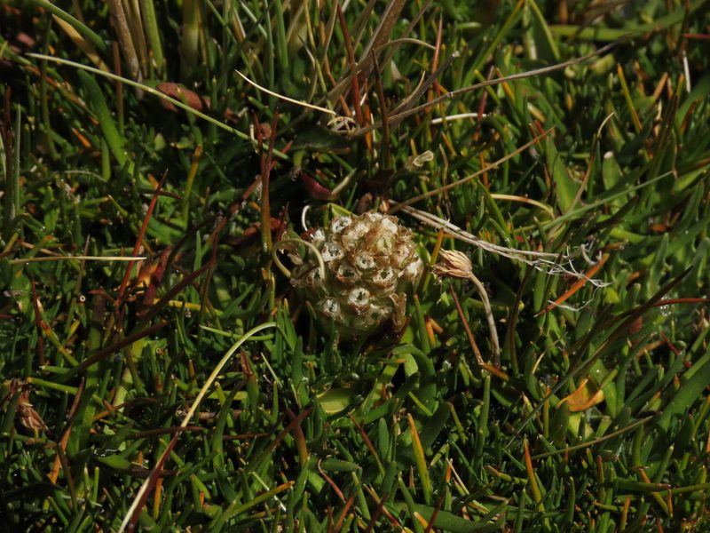 Myrosmodes nervosa, photographed by Nicolás Lavandero