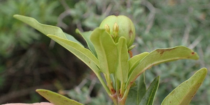 Jatropha capensis, photographed by Nicola van Berkel