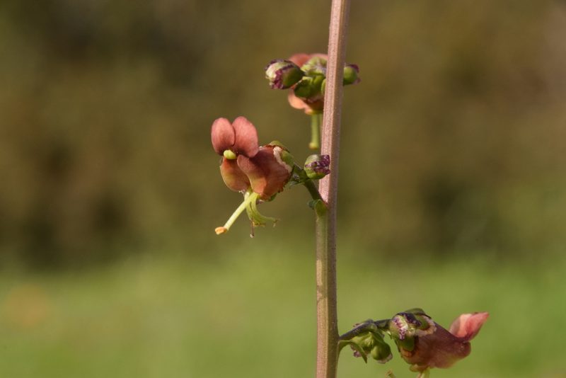 Scrophularia rubricaulis, photographed by Mitch Van Dyke