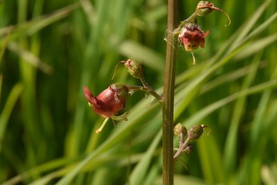 Scrophularia rubricaulis, photographed by Mitch Van Dyke