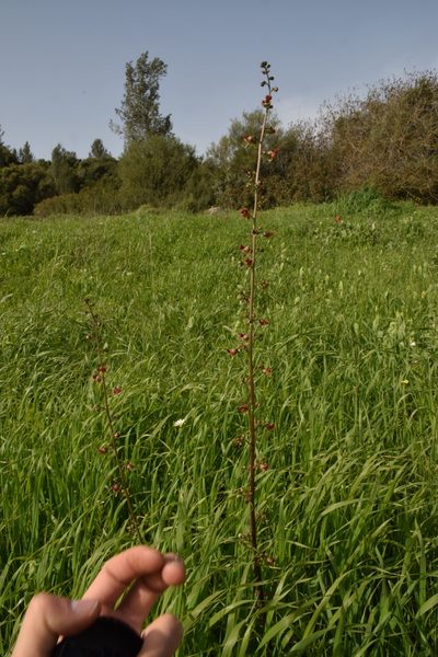 Scrophularia rubricaulis, photographed by Mitch Van Dyke
