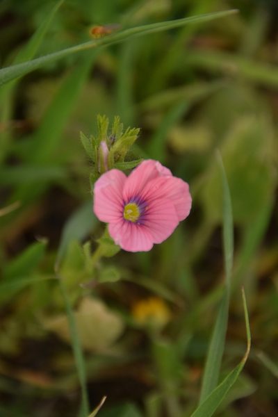 Linum pubescens, photographed by Mitch Van Dyke
