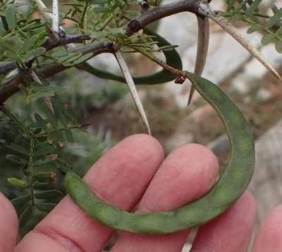 Vachellia karroo, photographed by Nicola van Berkel