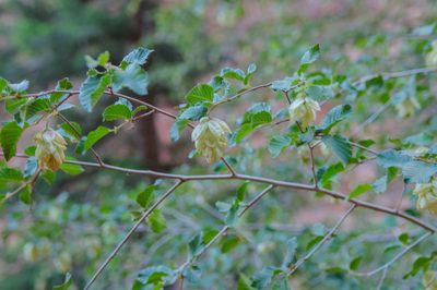 Ostrya knowltonii, photographed by Rolf Lawrenz