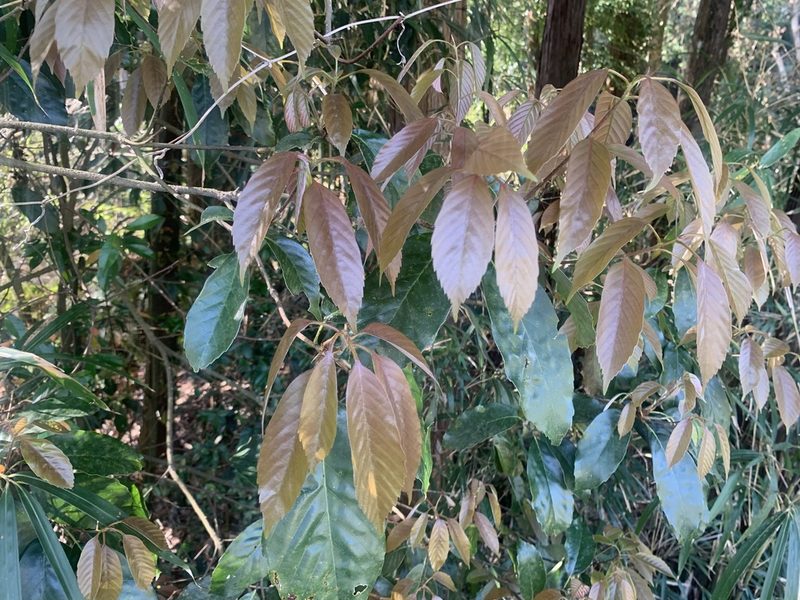 Quercus glauca, photographed by 岸本年郎