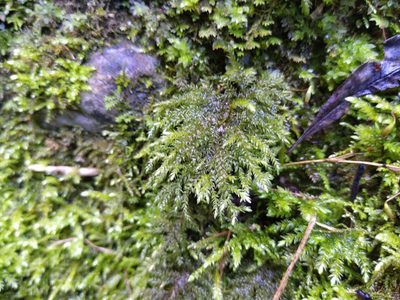 Thamnobryum alopecurum, photographed by Gabriel Mayrhofer