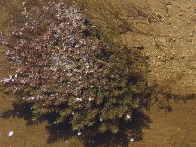 Myriophyllum quitense, photographed by Nicolás Lavandero
