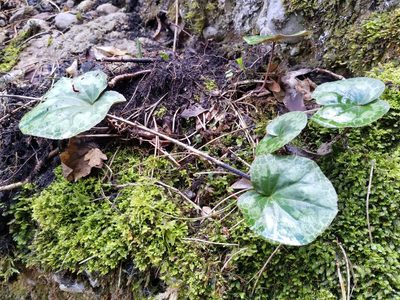 Cyclamen purpurascens, photographed by Gabriel Mayrhofer