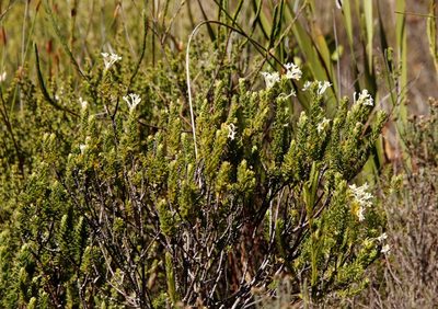 Gnidia tomentosa, photographed by Tony Rebelo