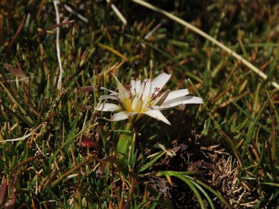 Hypochaeris taraxacoides, photographed by Nicolás Lavandero