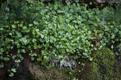 Centella eriantha, photographed by Tony Rebelo